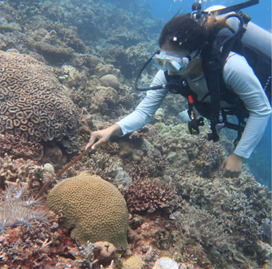 A volunteer diver carefully collects a crown-of-thorns sea star from a reef. Outbreaks of this predatory sea star can have devastating effects on the coral reefs they consume
