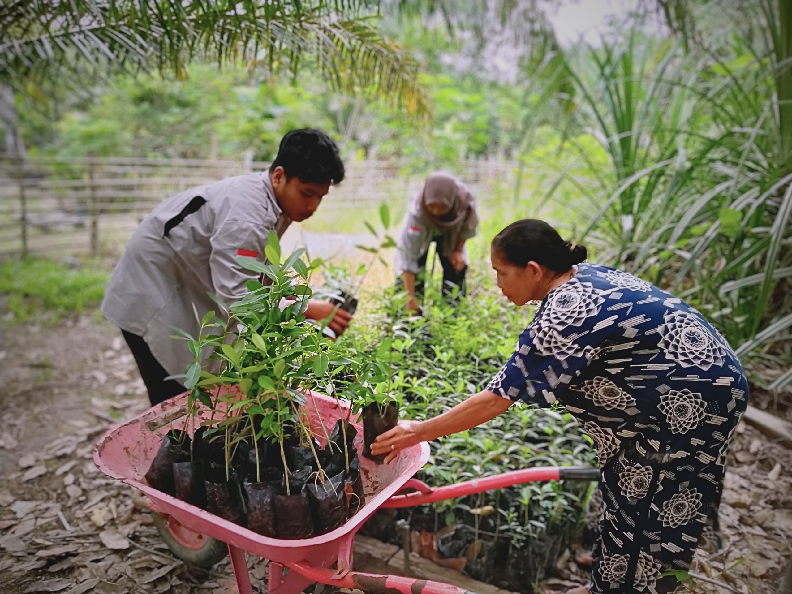 In Indonesia, locals collect the native tree seedlings to be planted in the reforestation area inside Gunung Palung National Park