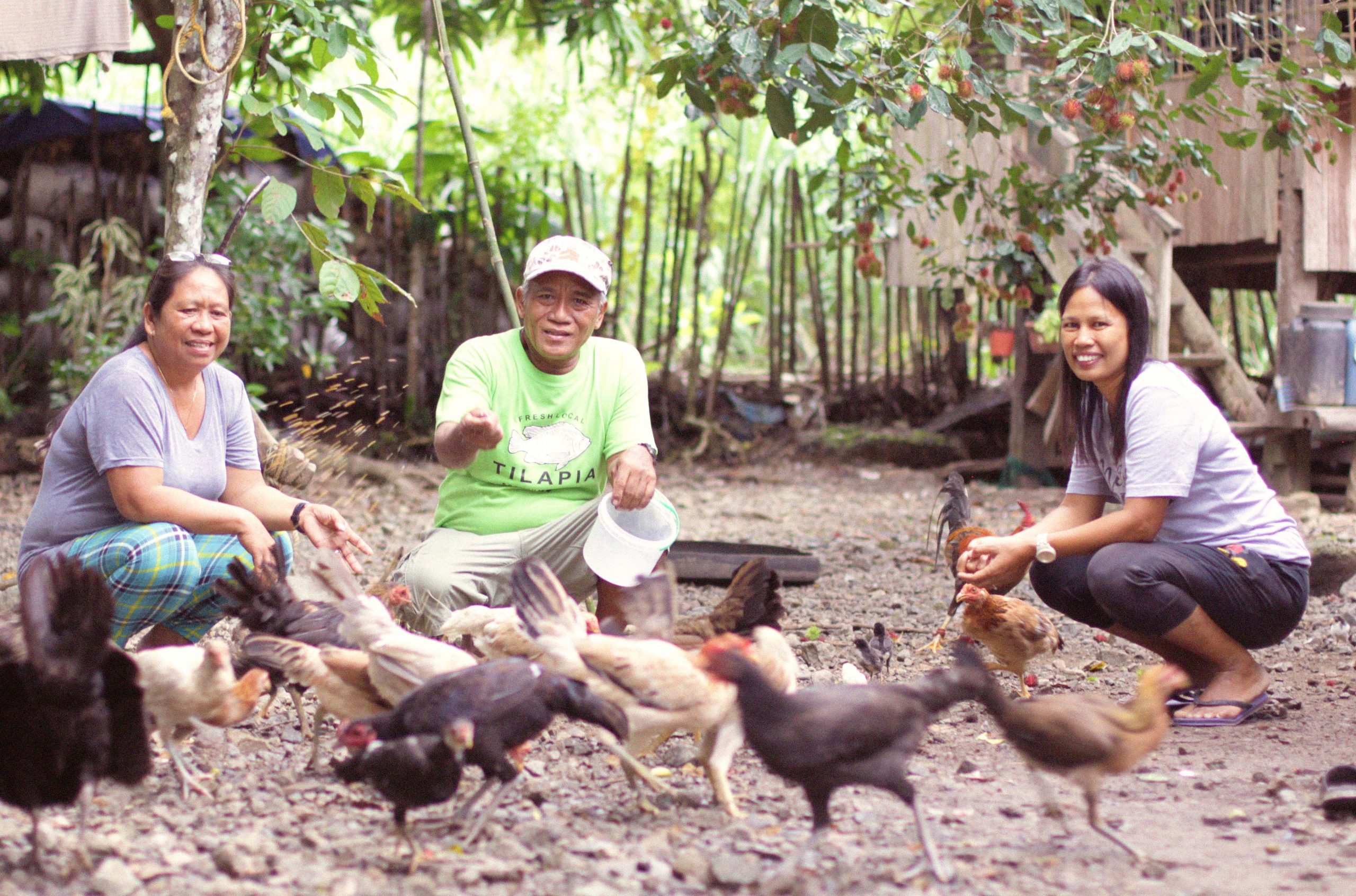 Farmers in the uplands tend to native chickens, which are a sustainable source for food and income 